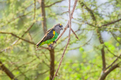 Poicephalus meyeri
