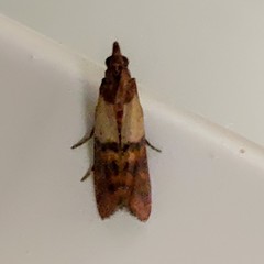 Plodia interpunctella