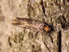 Monopis laevigella