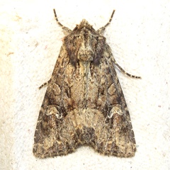 Mesapamea fractilinea