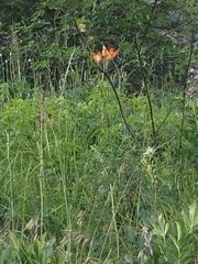 Lilium bulbiferum