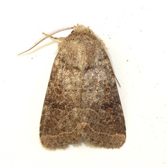 Protorthodes oviduca