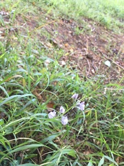 Linaria repens
