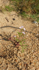 Cakile maritima euxina
