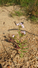Cakile maritima euxina