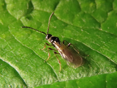 Diaprioidea