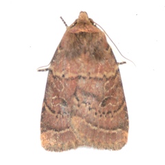 Orthodes cynica
