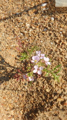 Cakile maritima euxina