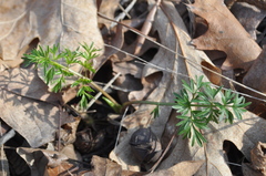 Perideridia americana