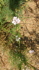 Cakile maritima euxina