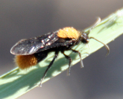 Dasymutilla gloriosa