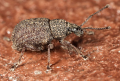 Otiorhynchus porcatus