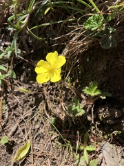 Potentilla matsumurae
