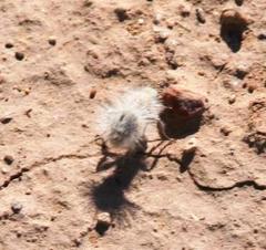 Dasymutilla gloriosa