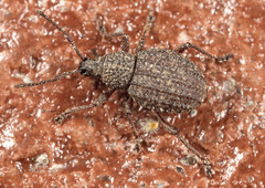 Otiorhynchus porcatus