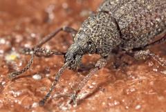 Otiorhynchus porcatus