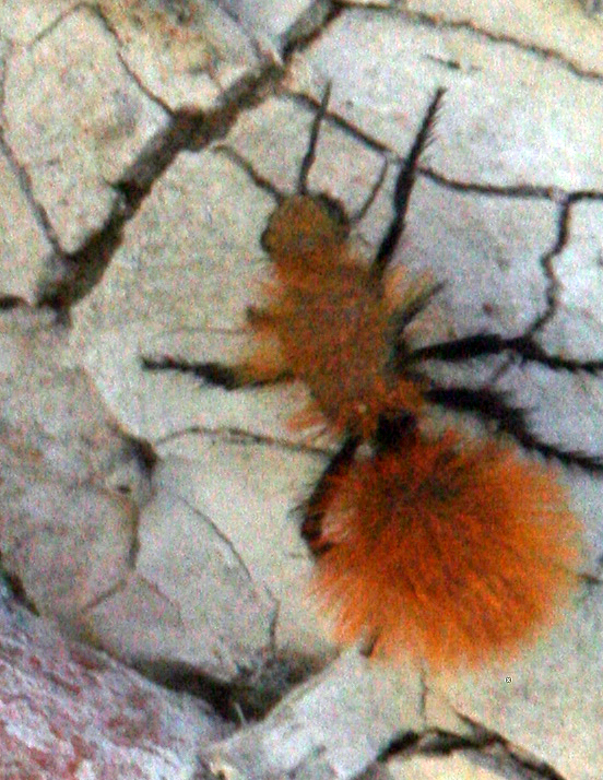 Dasymutilla satanas