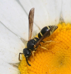 Stenodynerus ammonia paraensis