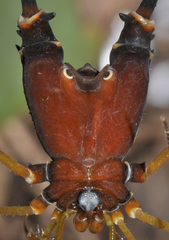 Cadeadoius niger