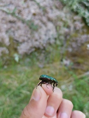 Protaetia cuprea