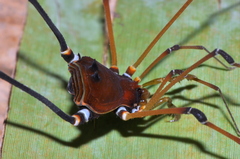 Cadeadoius niger