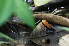 Mantella ebenaui