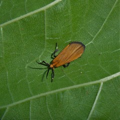 Lycomorphodes sordida