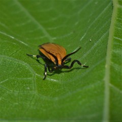 Lycomorphodes sordida