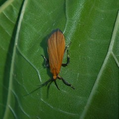 Lycomorphodes sordida