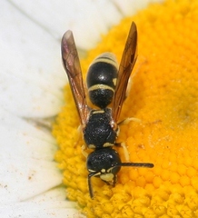 Stenodynerus ammonia paraensis