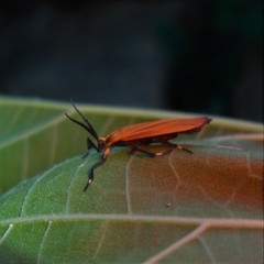 Lycomorphodes sordida