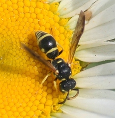 Stenodynerus ammonia paraensis