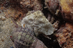 Eurynolambrus australis