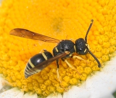 Stenodynerus ammonia paraensis