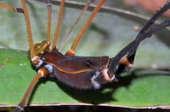 Cadeadoius niger
