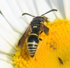 Stenodynerus ammonia paraensis