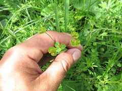 Euphorbia microcarpa