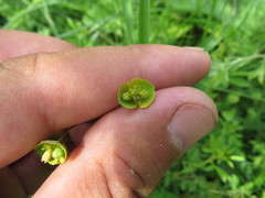 Euphorbia microcarpa