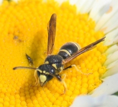 Stenodynerus ammonia paraensis