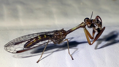 Leptomantispa pulchella