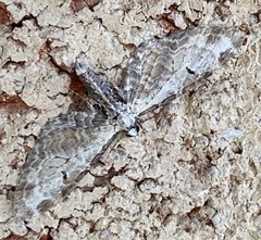 Eupithecia ravocostaliata