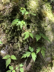 Toxicodendron orientale