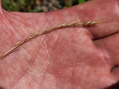 Festuca ambigua