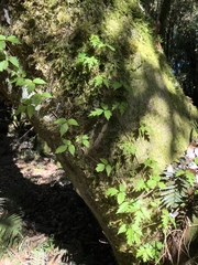 Toxicodendron orientale