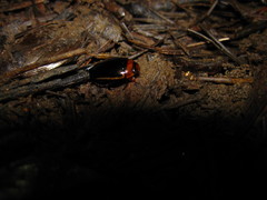 Hydaticus bimarginatus