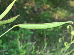 Securigera securidaca