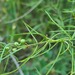 Asparagus verticillatus - Photo (c) ramazan_murtazaliev, algunos derechos reservados (CC BY-NC), subido por ramazan_murtazaliev