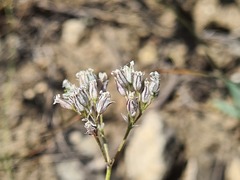 Gypsophila acutifolia