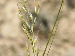 Stipa caragana