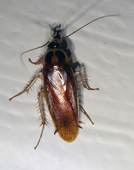Ischnoptera bilunata